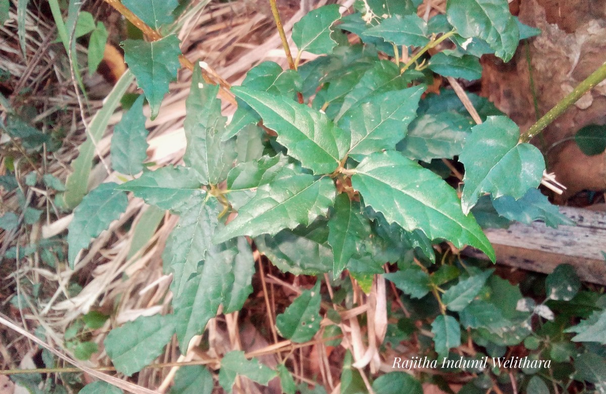 Premna procumbens Moon